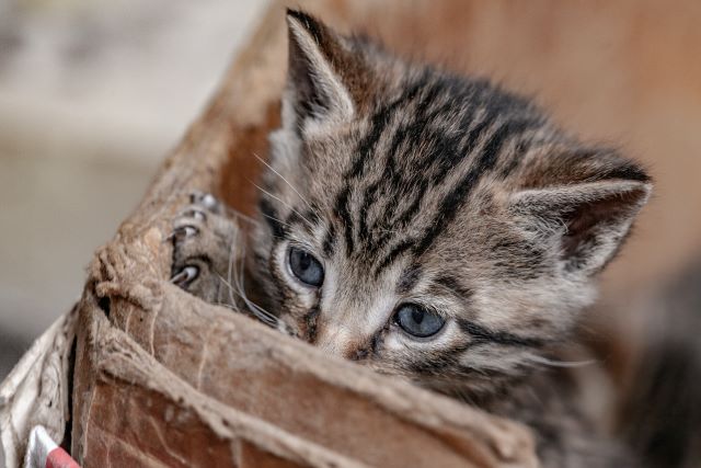 段ボールに入れられた子猫