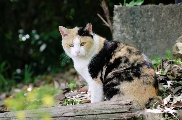 三毛猫