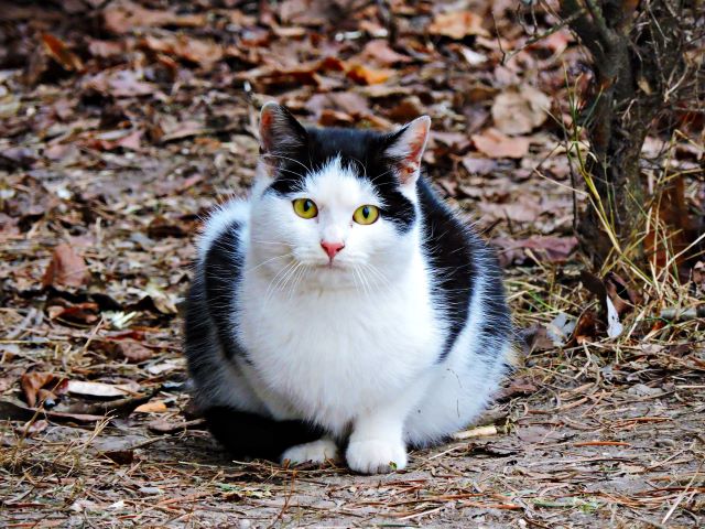 人と目が合う猫