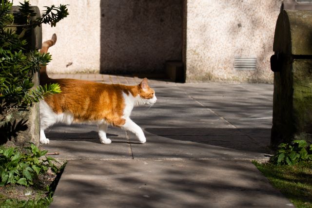 目の前を横切る猫